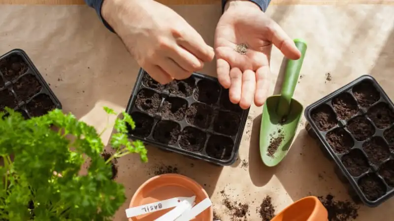 Consider Before Buying a Garden Starter Kit
