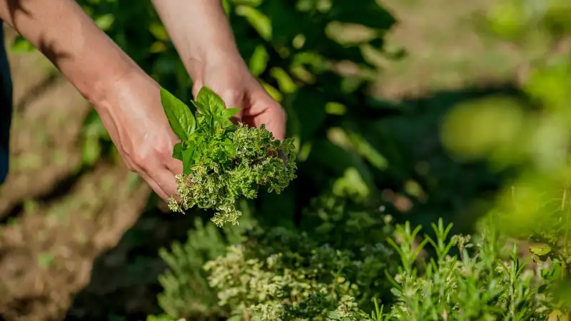 How to Choose Herbs for Your Garden