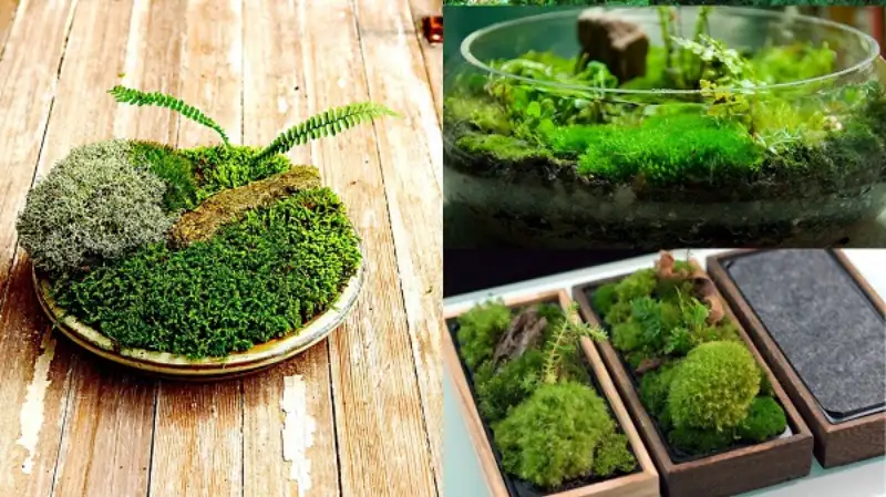 Types of Moss