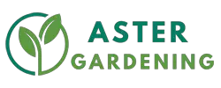 Aster Gardening