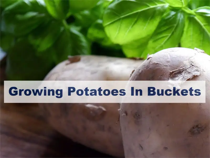 growing potatoes in buckets