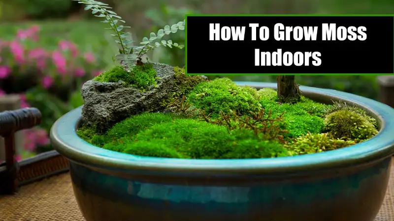 how to grow moss indoors