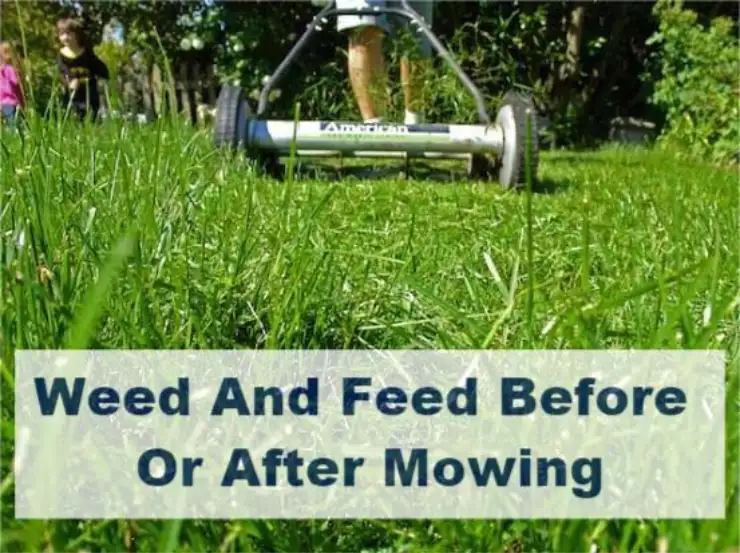 weed and feed before or after mowing