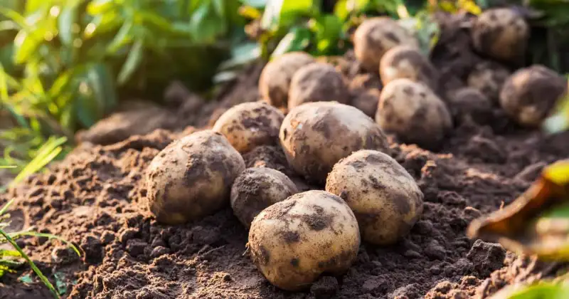 Best Time For Harvesting Potato