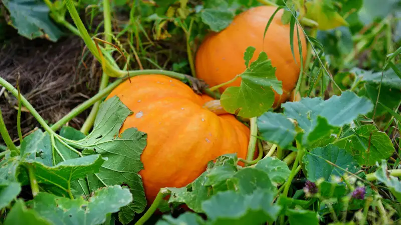 Best Time to Plant Pumpkins