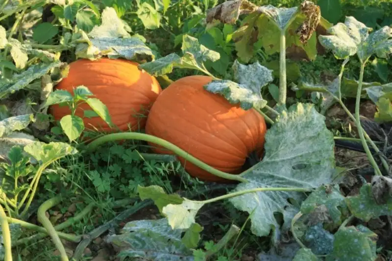 Grow Pumpkins for the Best Yield