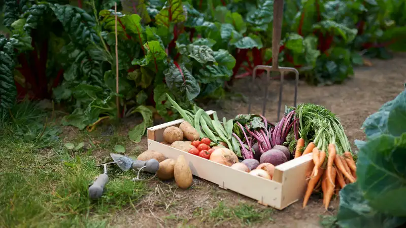 Benefits of Growing Vegetables