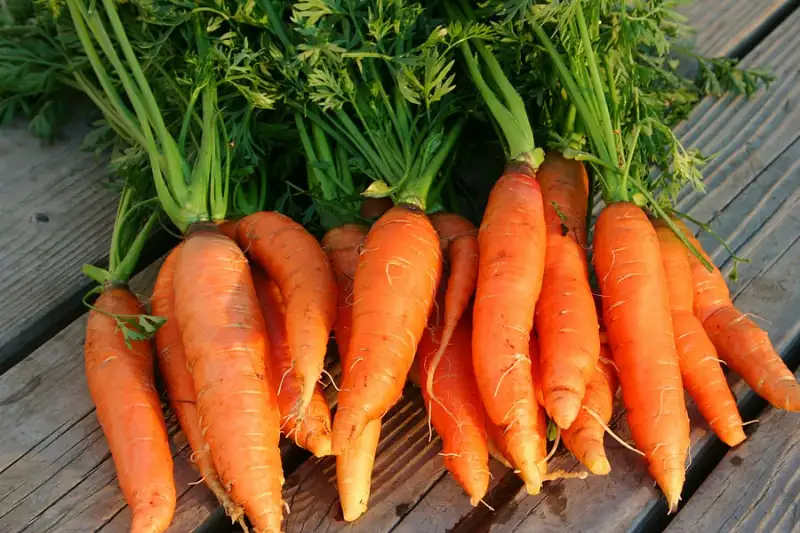 Harvest and Store Carrots