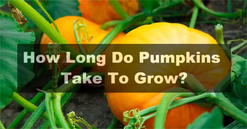 How long do pumpkins take to grow