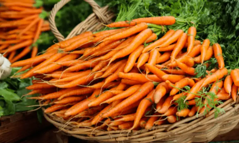 Pests and Problems of Growing Carrots