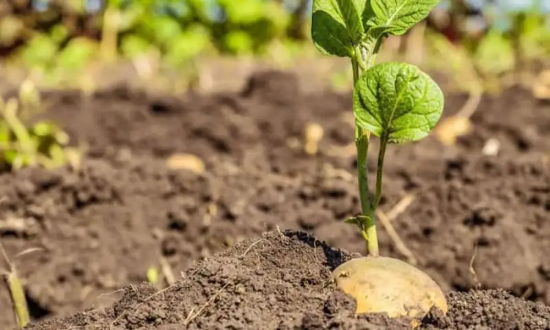 Potato Plant Spacing by Plant Type