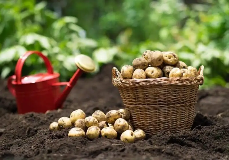 Grow Potato Plants