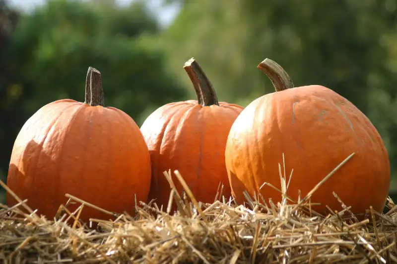 Pumpkin Pests and Diseases