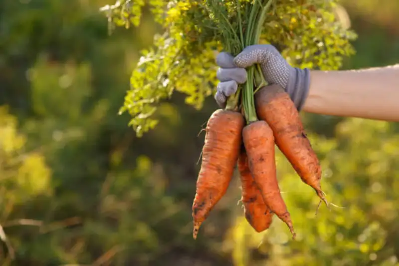 The Best Time to Harvesting Carrots for Immediate Eating