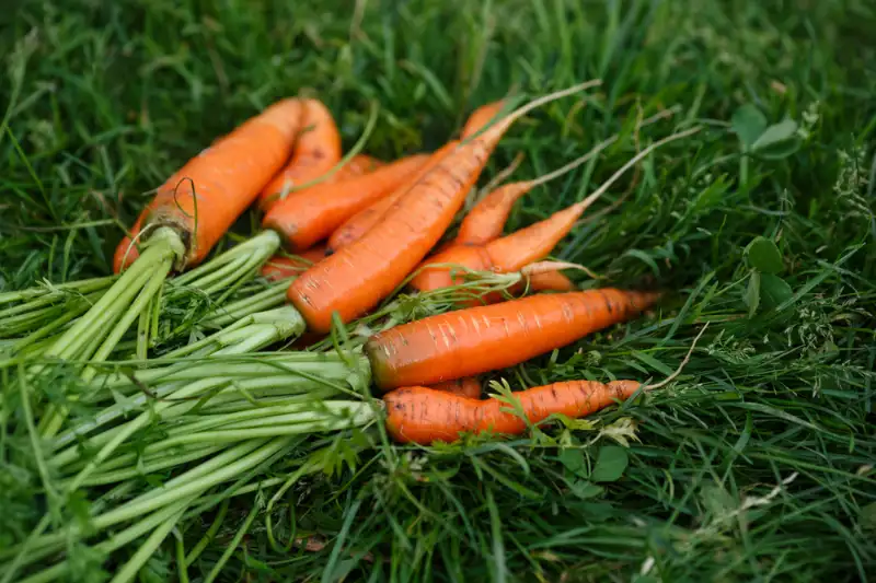 Tips for Planting Carrots