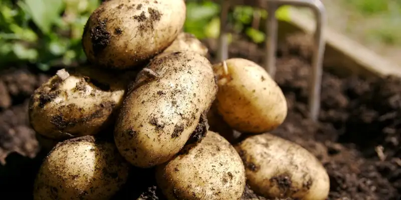 Tips for Planting Potatoes