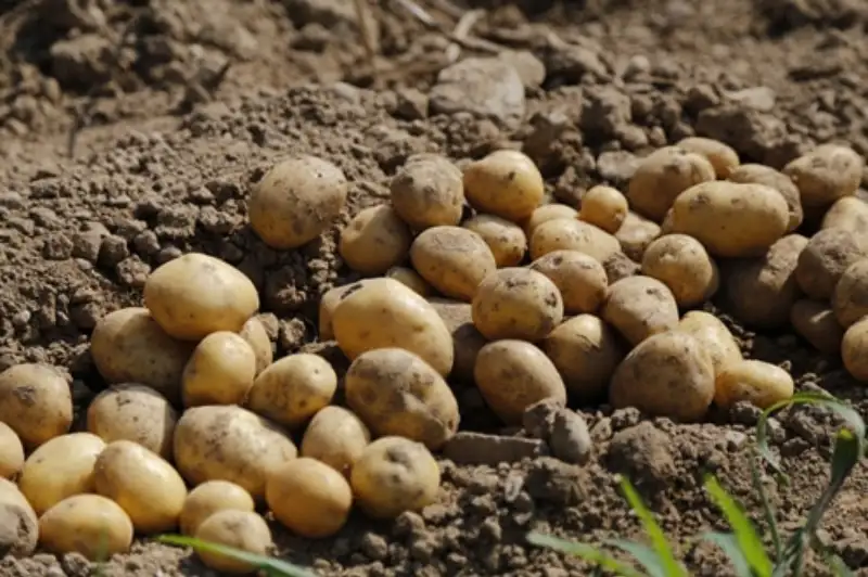 Truth About Potato Plant