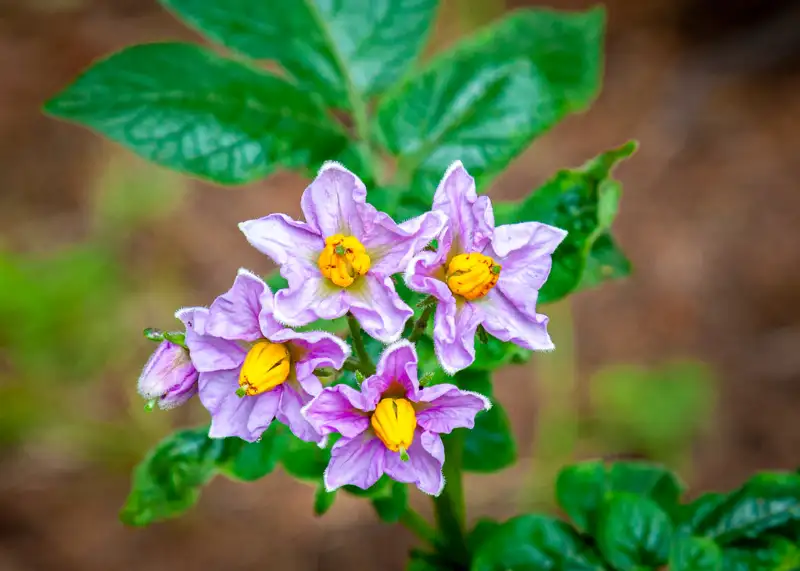 What Should You Do When Your Potato Plant Flowers