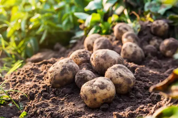 What do potato plants look like