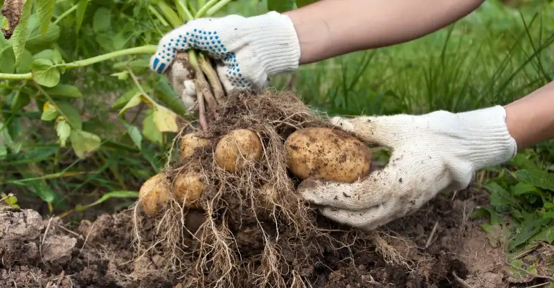 When Potatoes Are Ready to Harvest