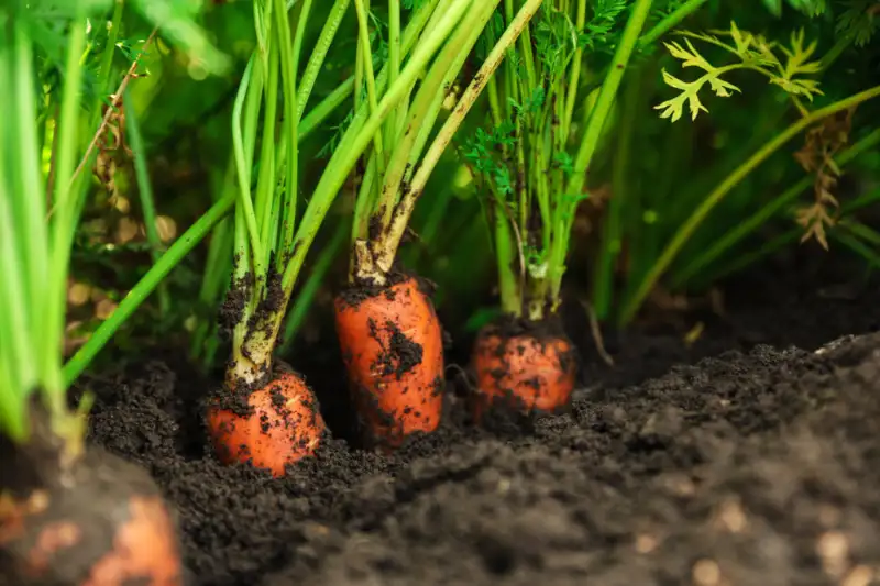 When and Where to Plant Carrots