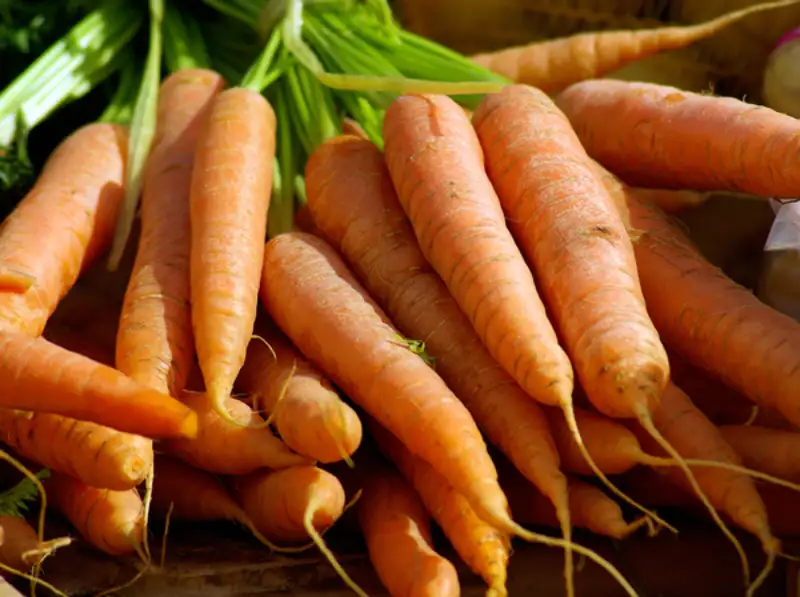 When to Harvest Carrots Based on Visual Signs