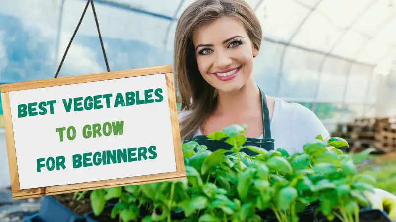 best vegetables to grow for beginners