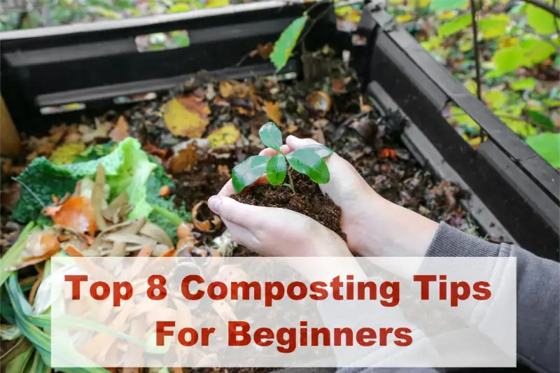 composting tips for beginners