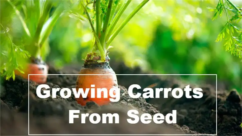 growing carrots from seed