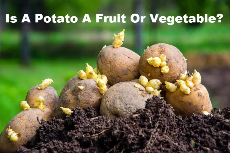 potato fruit or vegetable
