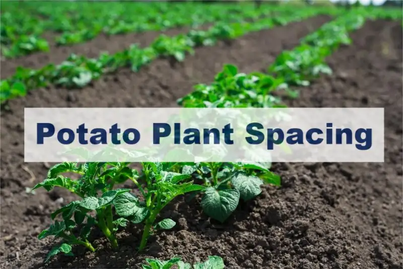 potato plant spacing