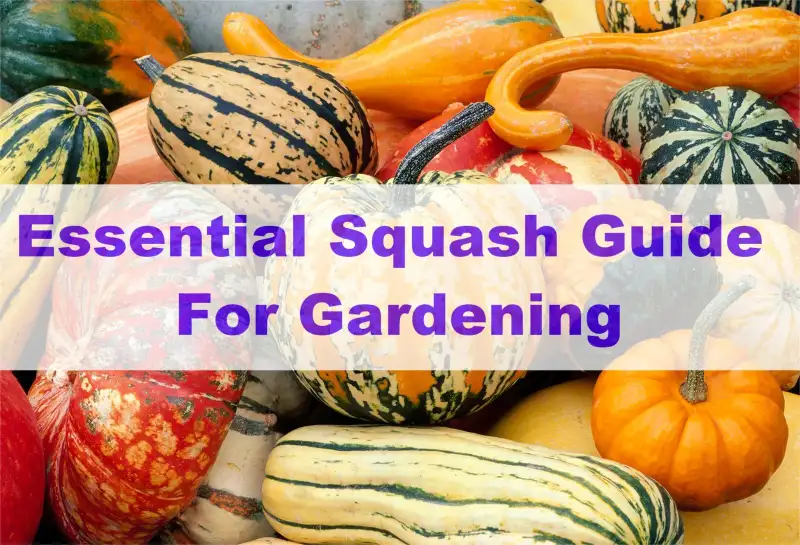 squash guide