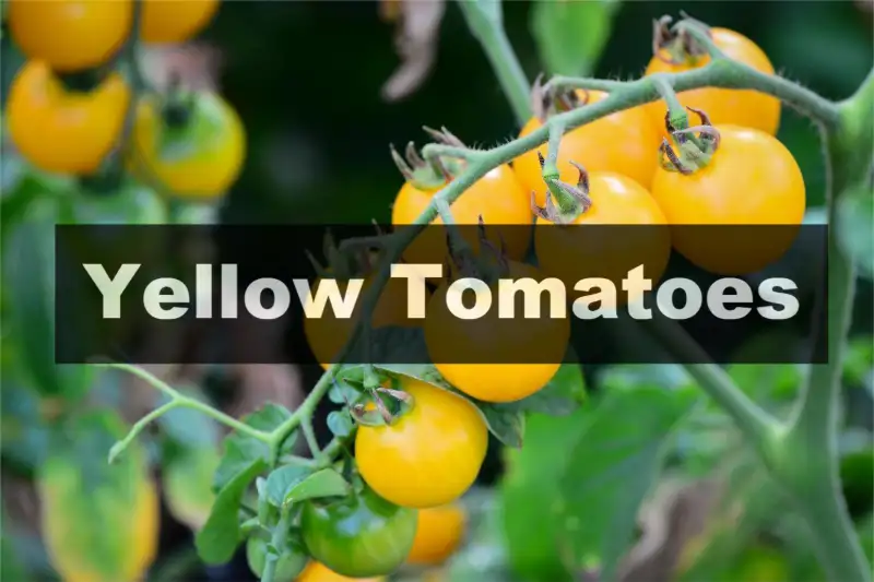  Yellow Tomatoes