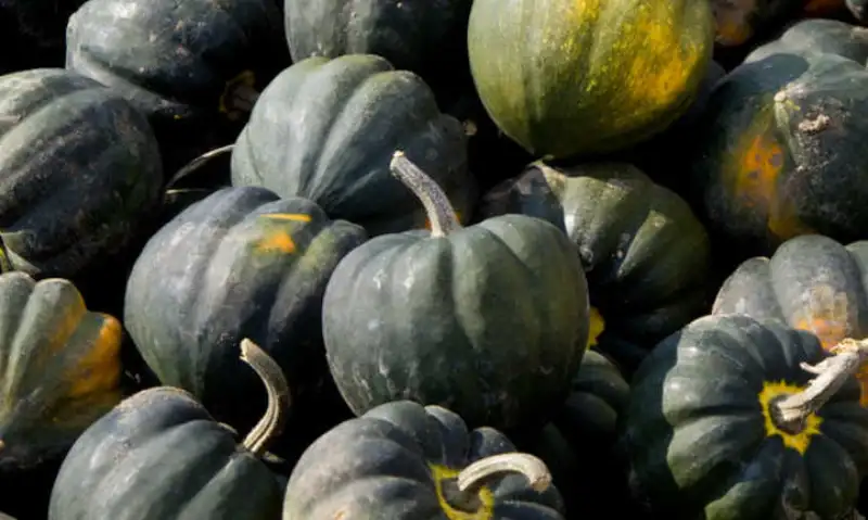 Caring Tips for Growing Acorn Squash Plant