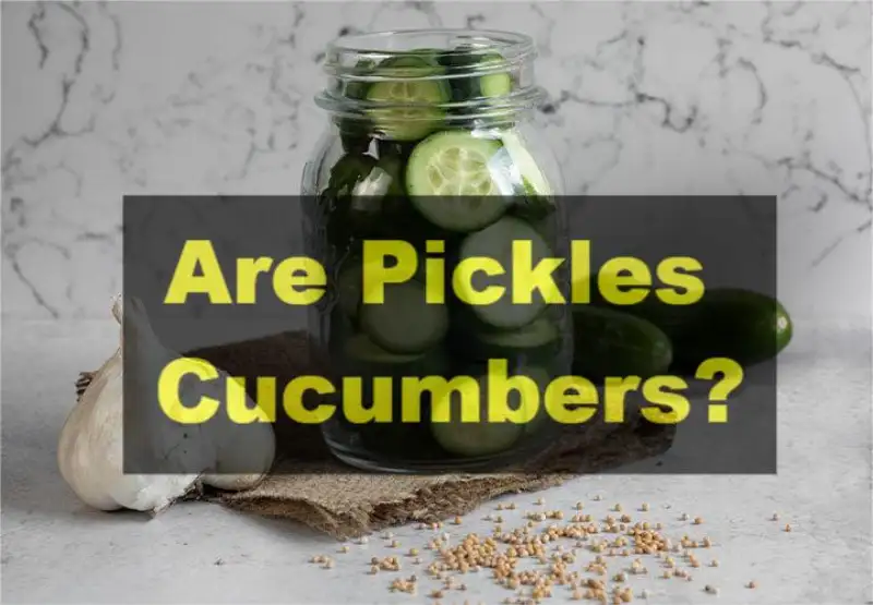 Are Pickles Cucumbers