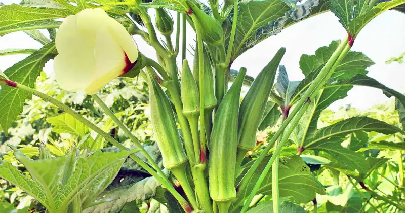Best Growing Conditions for Okra