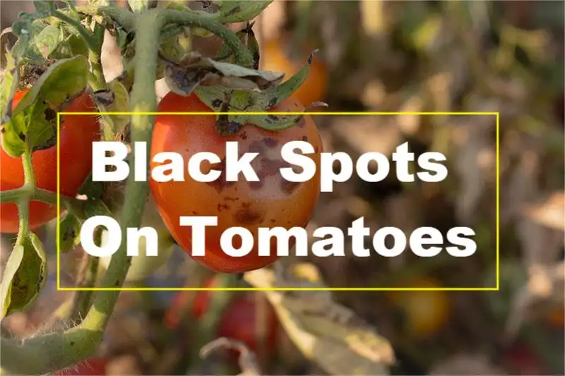 Black Spots On Tomatoes