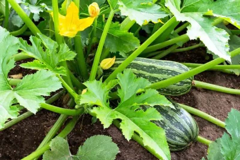 Care Tips for Squash Plants