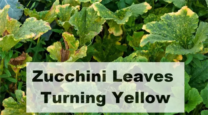 Care Tips for Zucchini Plants