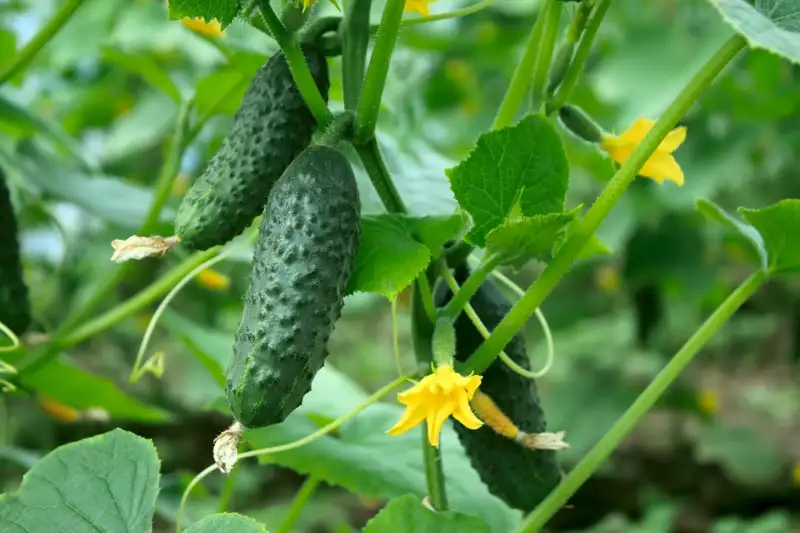 Caring for Cucumbers to Get the Best Yield