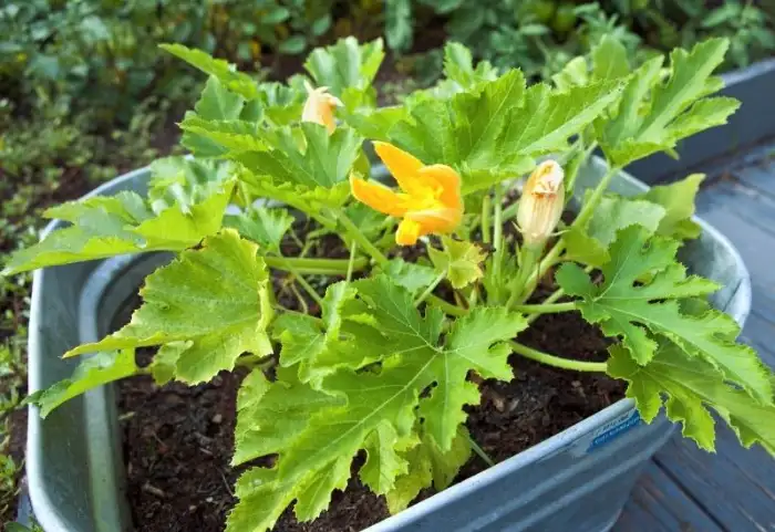 Common Squash Growing Problems & Advice