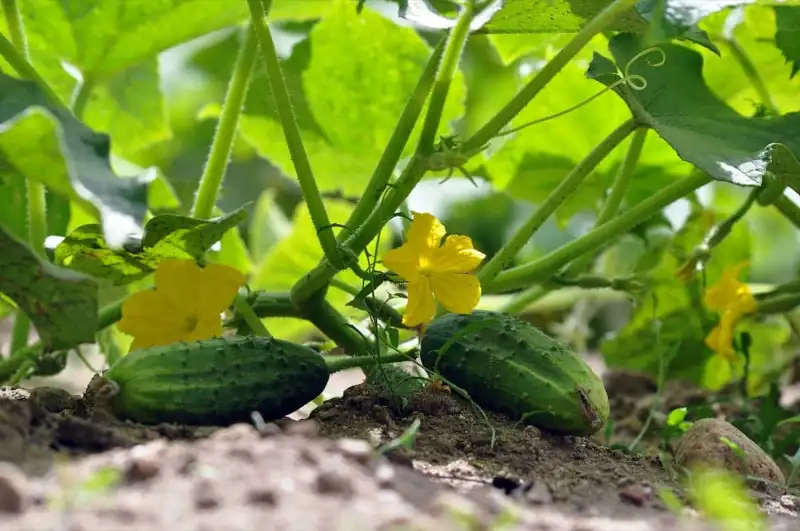 How Long Do Cucumber Plants Keep Producing