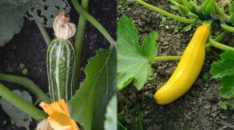 Difference Between a Squash and Zucchini Plant
