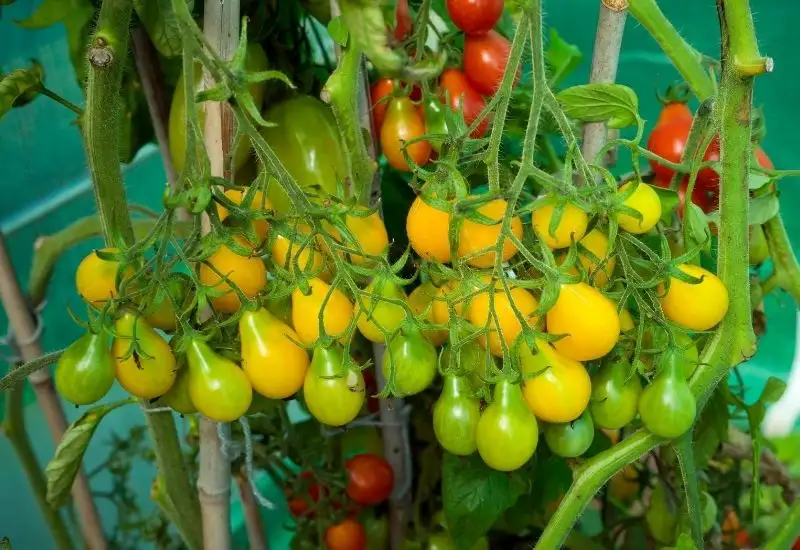 Differences Between Yellow Tomatoes and Others
