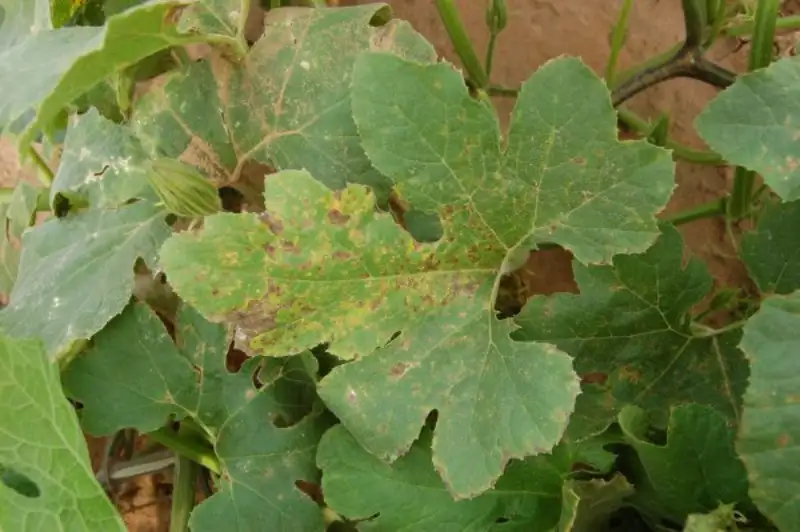 Diseases And Pests of Squash Leaves