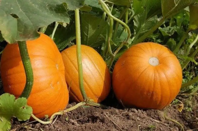 Diseases Caused By Improper Watering of Pumpkins