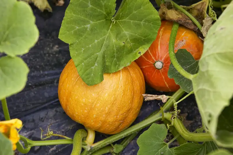 Factors Affect Pumpkin Yield
