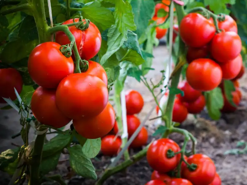 Factors Affecting the Spacing of Tomatoes