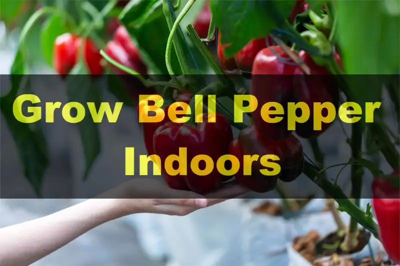 Grow Bell Pepper Indoors