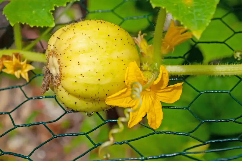 Growing Conditions of Lemon Cucumber